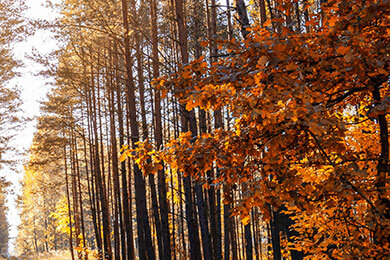 开云官网-尤文完胜土耳其，楚阿梅尼点燃赛场