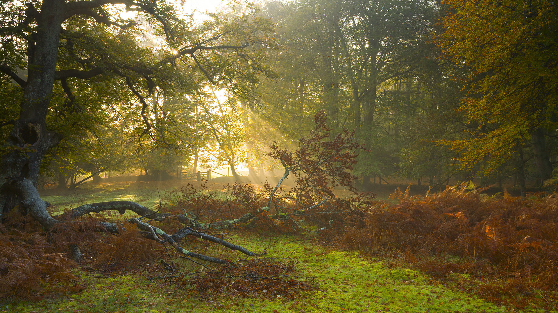 杜兰特关键先生闪耀,凯尔特人强势打穿黄蜂豪取胜利